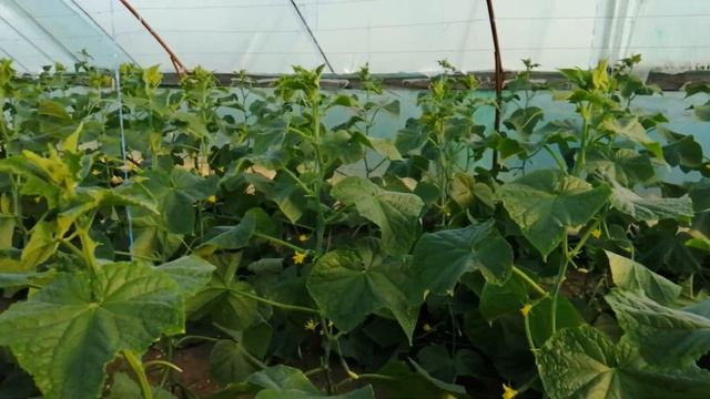 Листья пока обрезать не буду? смотреть онлайн