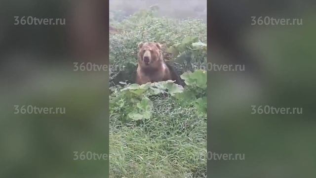 Огромный медведь, гуляющий в окрестностях Спирово смотреть онлайн