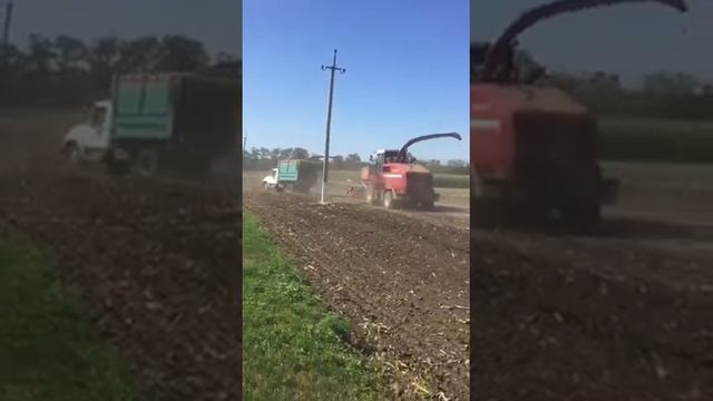 КВК-800 уборка кукурузы на силос смотреть онлайн
