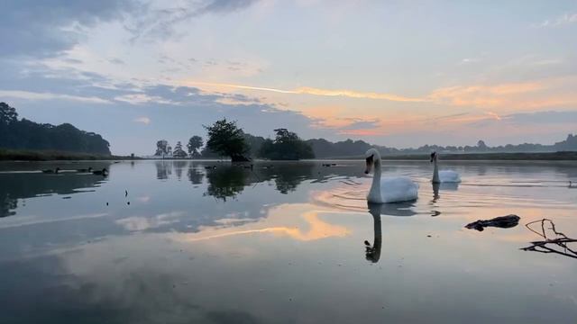 Swan couple swimming past to say hello смотреть онлайн