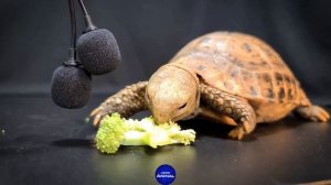 Звуки черепахи - умилительный ASMR