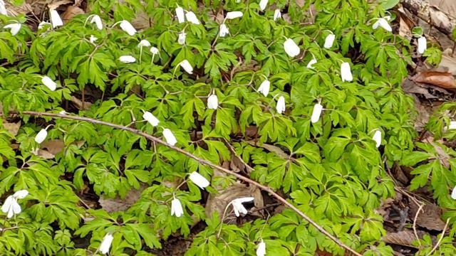 Родники Мои Серебряные - Мир Нетронутой Природы // My silver springs , world of untouched nature. смотреть онлайн