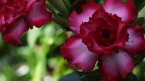 Адениум – секреты и особенности выращивания.