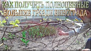 Как получить полноценные большие грозди винограда. Как получить хороший урожай на своем винограднике
