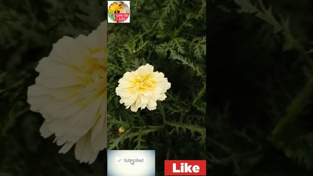 how to grow,chamomile flowering plant.chamomile tea.live up life.