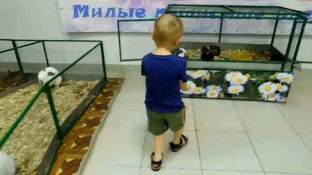 Контактный зоопарк | Смотрим, кормим, гладим животных на выставке | Видео для детей смотреть онлайн