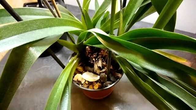 Орхидея Пафиопедилум, Венерин башмачок (Paphiopedilum) в домашних условиях смотреть онлайн