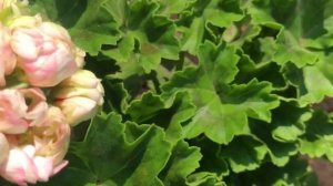 Пеларгония. Розебудный сорт- Принц Густав