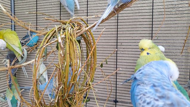 это обучающее видео для попугая #29 смотреть онлайн