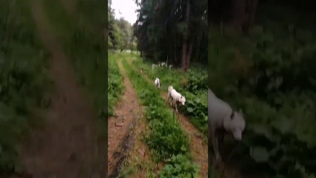 щенки первый выход в лес 2023г смотреть онлайн