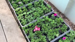 Какие ЦВЕТЫ К 8 МАРТА будем выращивать? АССОРТИМЕНТ ОГРОМНЫЙ!