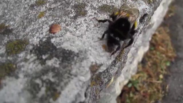 Nikon D7100 video test смотреть онлайн