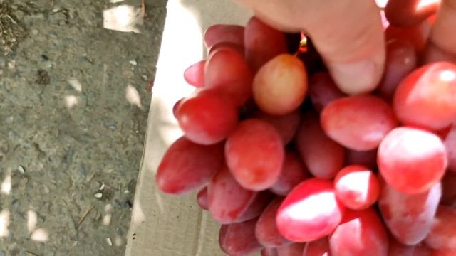 10 09 20 Сохранность винограда на кустах после созревания Красная Планета и другие Теплова Татьяна смотреть онлайн