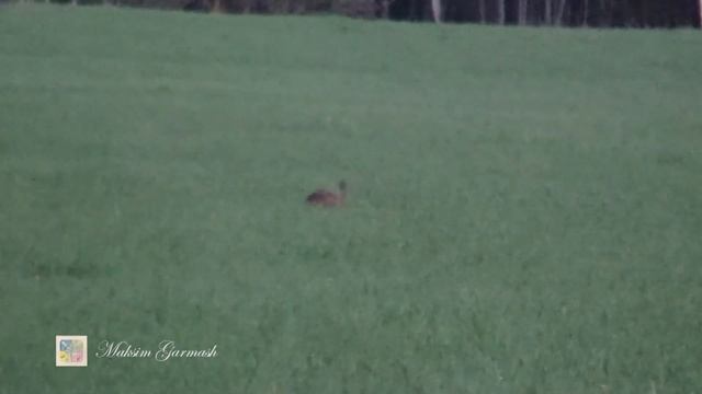 Красота Гродненской Природы. Вечерний луг смотреть онлайн