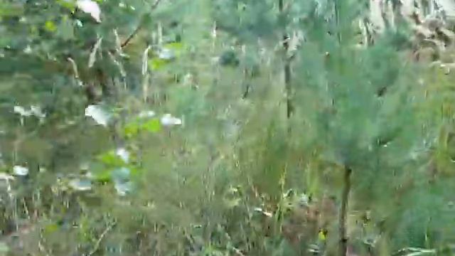 грибы 02 09 2012 038 смотреть онлайн