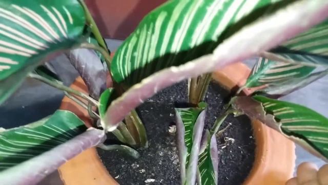 Pink Pinstripe Or Pinstripe Calathea Plant Care & Repotting /ক্যালাথিয়া গাছের যত্ন এবং রিপটিং