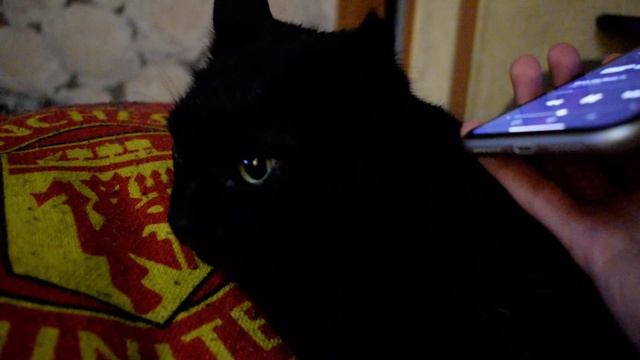 Мешаю коту смотреть Форсаж 8 давая послушать Поп Смоука, ему не понравилось и он укусил телефон смотреть онлайн