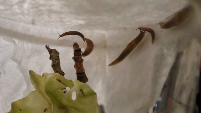 Слизни на гиперлапсе ? #slug #nature #animals #home #слизень #природа #животные #дом #glebe #глебе смотреть онлайн