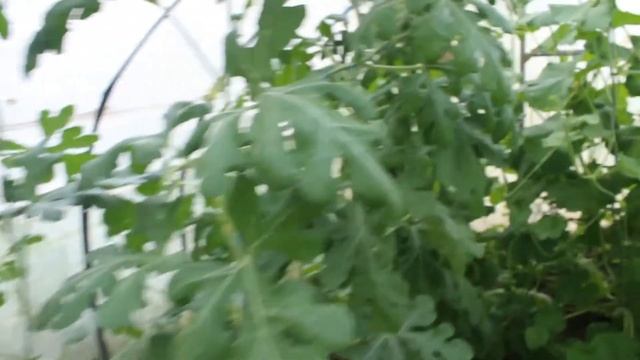 Арбузы и дыни в теплице. Часть 6. (26.06.21) смотреть онлайн