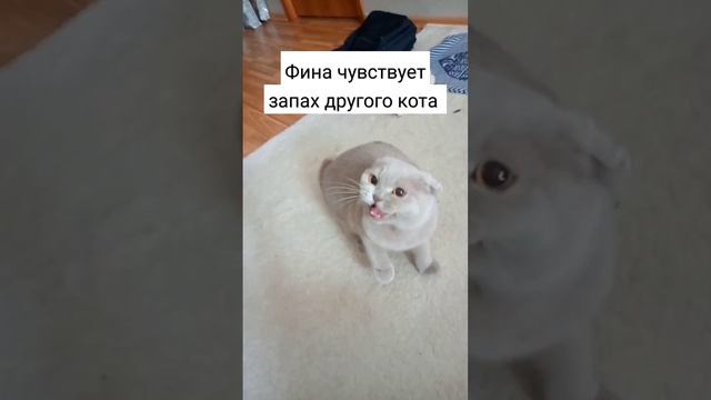 Ревнивая кошка #ФинаБеляш смотреть онлайн