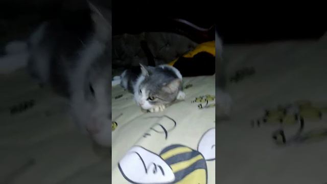 Kucing Persia Flatnose (Lula Phesek) смотреть онлайн