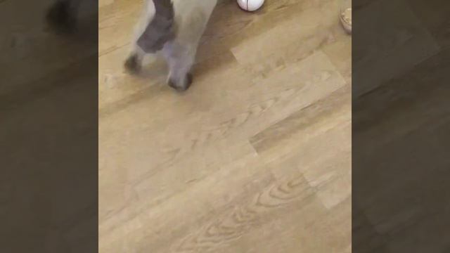 кот и мяч игры кошек смотреть онлайн