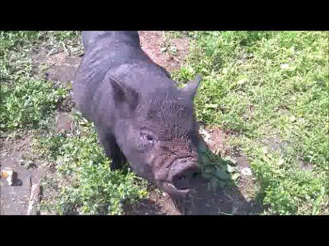 Вьетнамские свиньи / Кормлю хлебом / Зауральское подворье ..