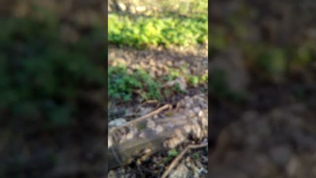 Строчки - первые весенние грибы смотреть онлайн