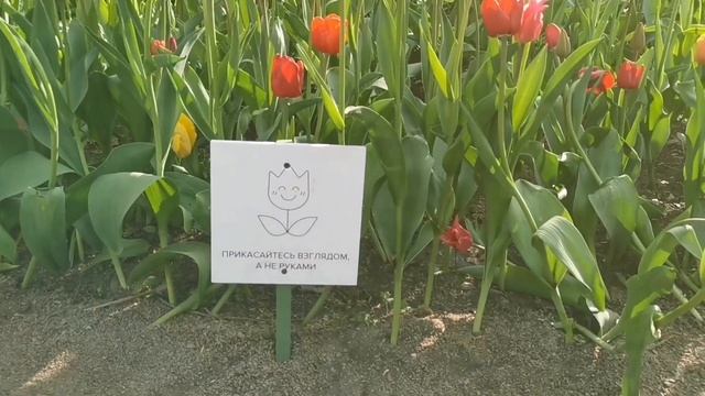 ФЕСТИВАЛЬ ТЮЛЬПАНОВ НА ЕЛАГИНОМ ОСТРОВЕ 2022 || ЦПКиО им. Кирова смотреть онлайн