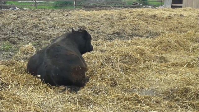 Продажа быка производителя породы абердин-ангус смотреть онлайн