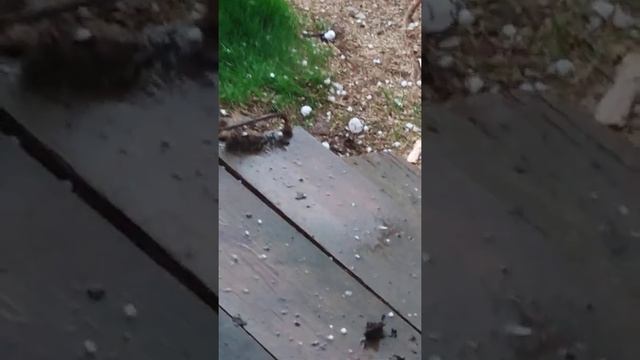 Град в Шаранге 16 мая. смотреть онлайн