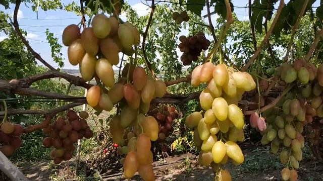 ВИНОГРАД ДИКСОН 2019г смотреть онлайн