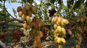 ВИНОГРАД  ДИКСОН  2019г