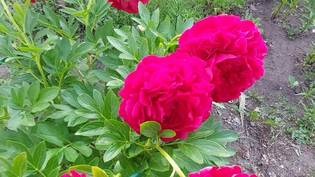 Пионы.Кэрол и Генри Бокстос.В чем отличия? 2023г.