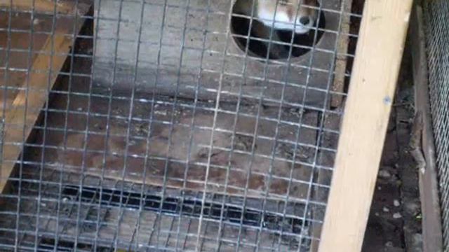 лиса смотреть онлайн