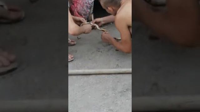 Разделка змеи смотреть онлайн