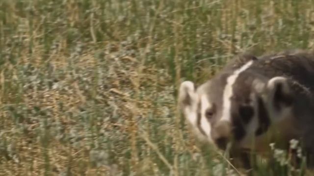 Его БОЯТСЯ Пумы, Рыси и даже Медведи! Американский барсук – комок Ярости! смотреть онлайн