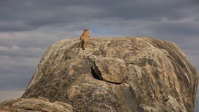 Wild Eye - Expedition Tours and Safaris смотреть онлайн