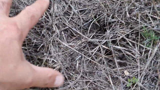 Ужас -наш подсолнечник Лимит и Лимагрейн с Сингентой на склоне по NO-TILL в зоне степи. смотреть онлайн