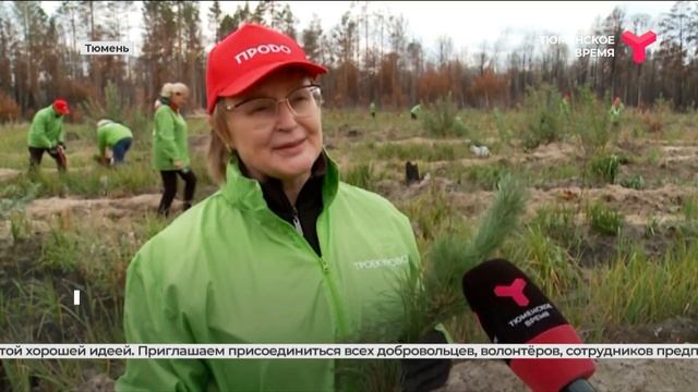 Молодые сосны смотреть онлайн