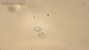 Что если не мыть руки фрукты и овощи перед едой Микробы под микроскопом