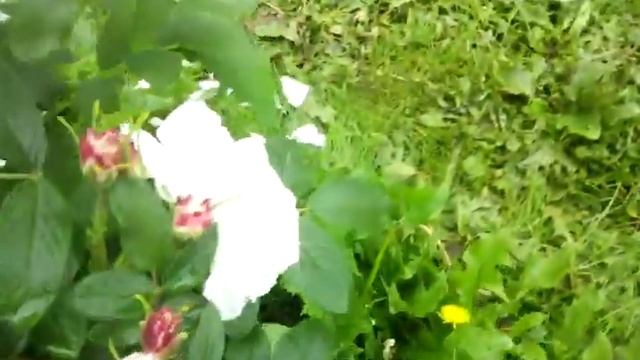 моя канадская роза луиза багнет смотреть онлайн