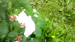 моя канадская роза луиза багнет