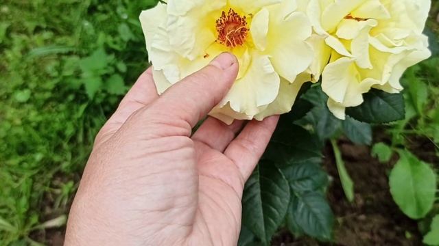 Розы Кордеса. Лихткенигин Лючия (шраб). смотреть онлайн