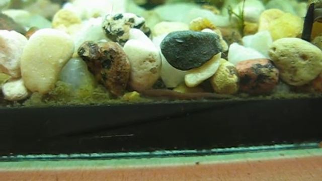 червяк в грунте смотреть онлайн