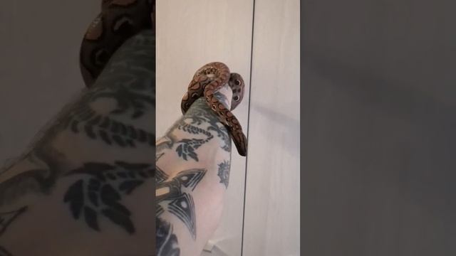 Самец Бразильского радужного удава #BrazilianRainbowBoa #Snake #БразильскийРадужныйУдав #Ценхрия смотреть онлайн
