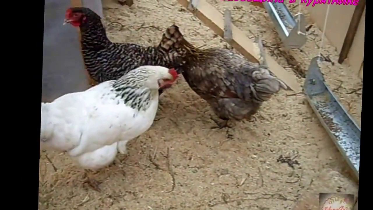 Бабовщина в курятнике смотреть онлайн