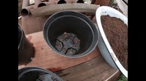 СЕКРЕТ УСПЕШНОГО ВЫРАЩИВАНИЯ И ПРОДАЖИ ХРИЗАНТЕМЫ МУЛЬТИФЛОРА