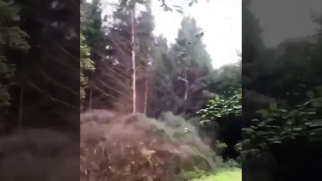 Профессионал в лесу