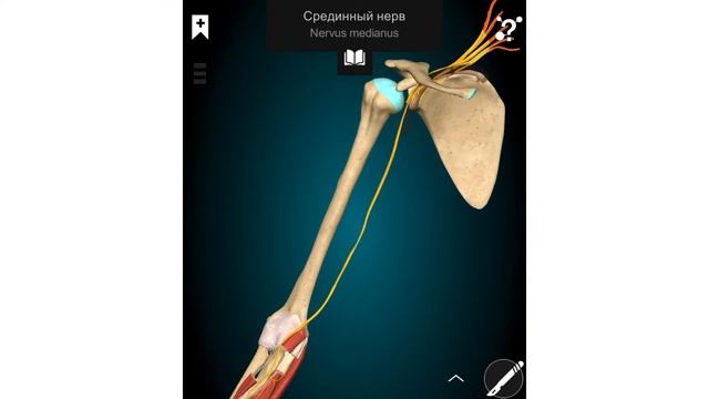 Спинно-мозговые нервы. Сплетения. Иннервируемые мышцы. Крупные нервы. Поражение смотреть онлайн